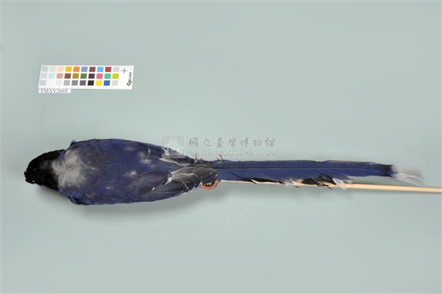 臺灣藍鵲藏品圖，第12張