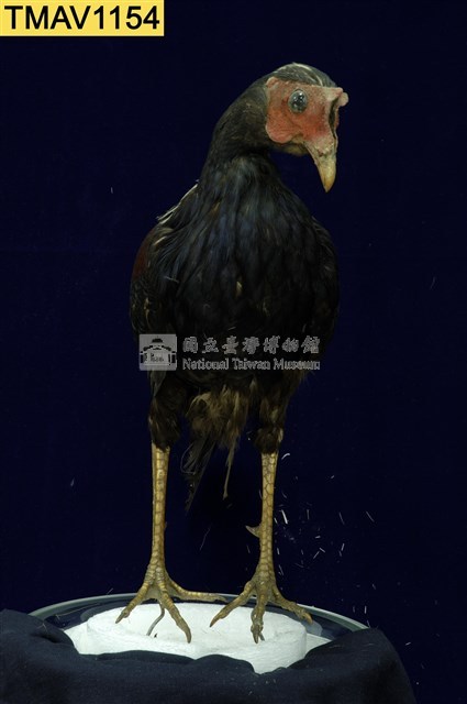 藍腹鷴藏品圖，第7張