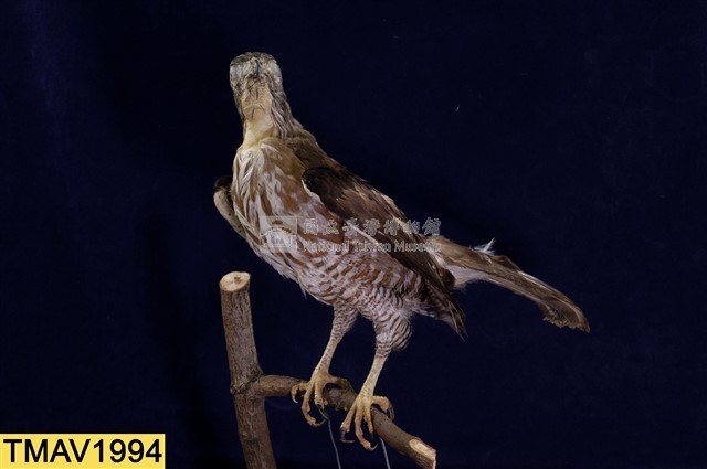 鳳頭蒼鷹藏品圖，第9張