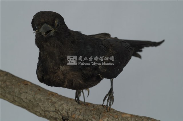 Black Drongo Collection Image, Figure 10, Total 13 Figures