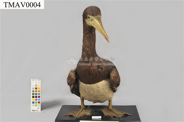 白腹鰹鳥藏品圖，第3張