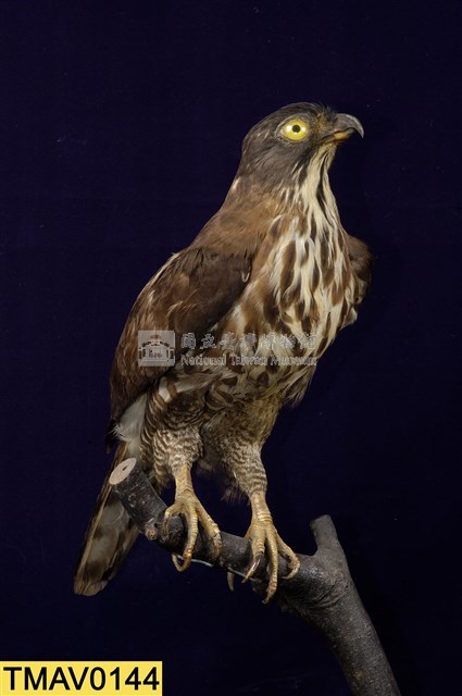 鳳頭蒼鷹藏品圖，第8張