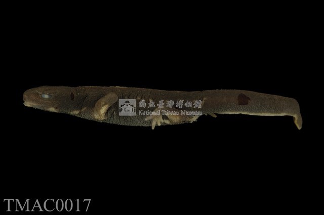 劍尾蠑螈藏品圖，第9張