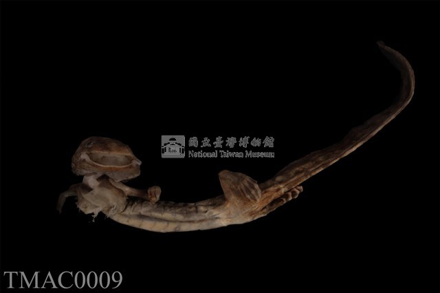 斑泥螈藏品圖，第10張