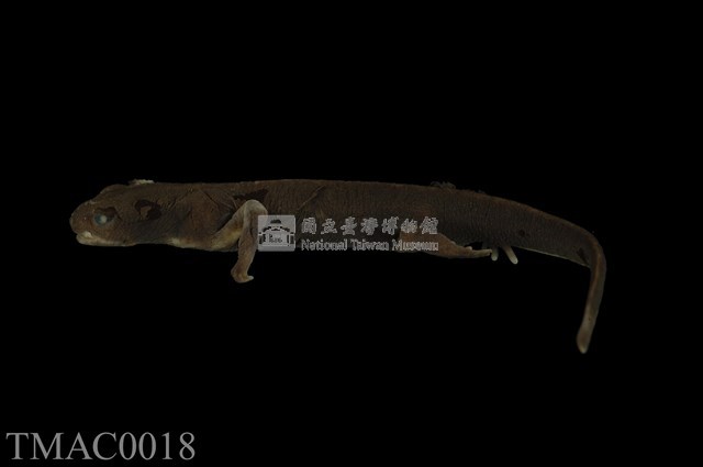 劍尾蠑螈藏品圖，第9張