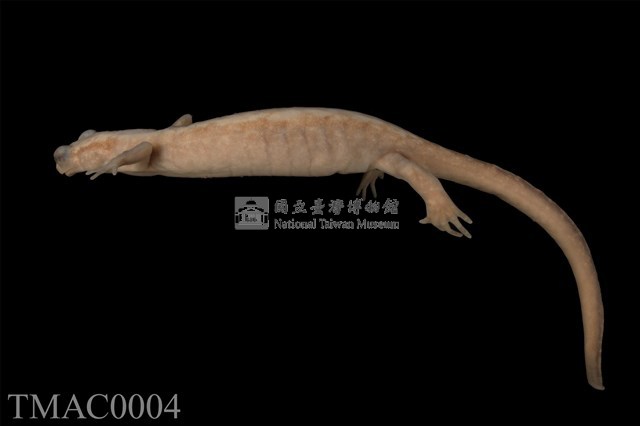 山椒魚藏品圖，第10張