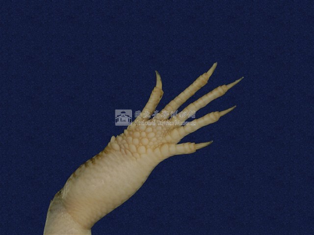 中國石龍子臺灣亞種藏品圖，第10張
