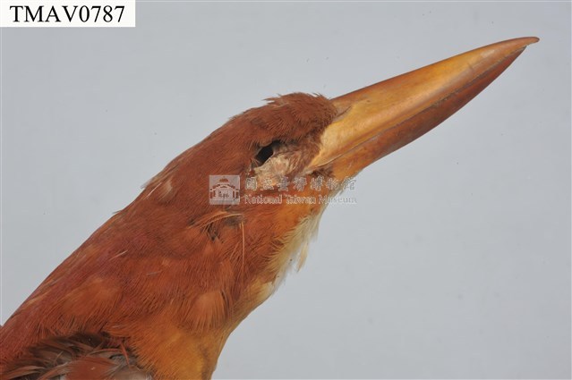 RuddyKingfisher Collection Image, Figure 7, Total 9 Figures