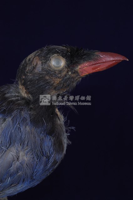 臺灣藍鵲藏品圖，第15張