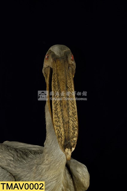 Dalmatian Pelican Collection Image, Figure 11, Total 11 Figures