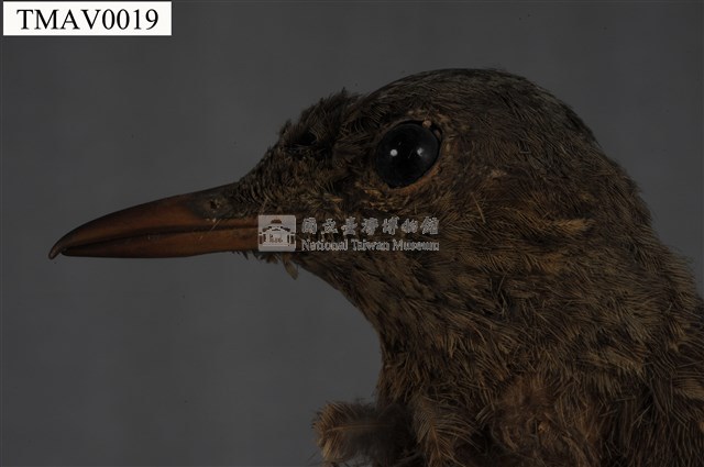 藍磯鶇藏品圖，第7張