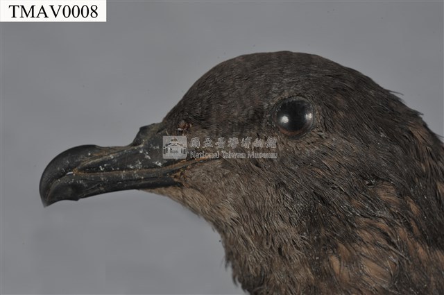 Bulwer's Petrel Collection Image, Figure 7, Total 8 Figures