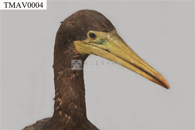 白腹鰹鳥藏品圖，第8張
