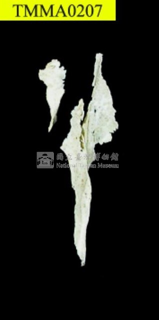 臺灣黑熊(幼)藏品圖，第12張