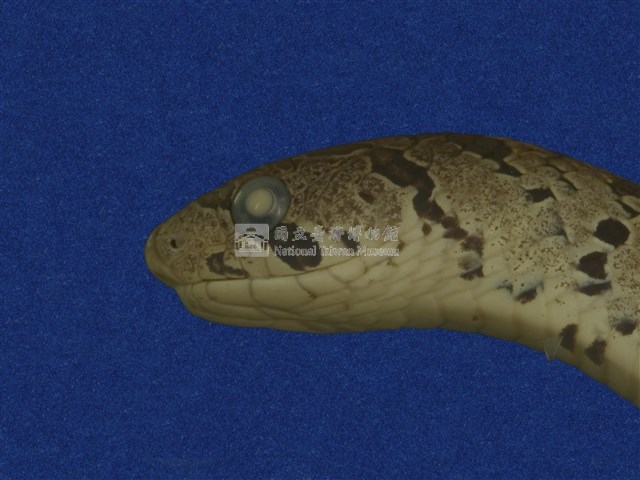 Taiwan Leopard Snake Collection Image, Figure 10, Total 10 Figures
