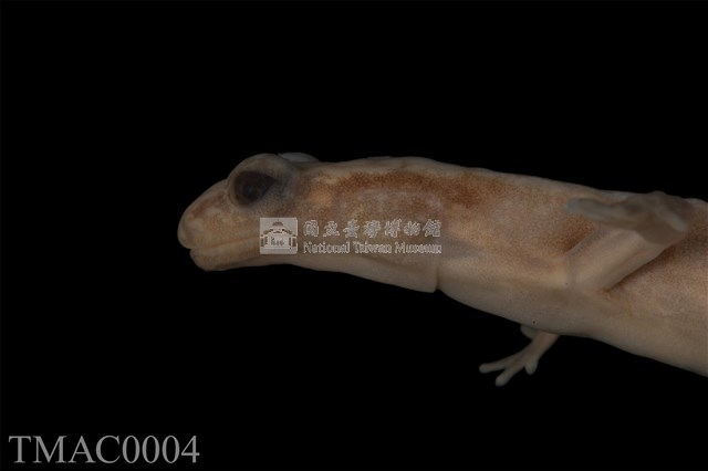 山椒魚藏品圖，第14張
