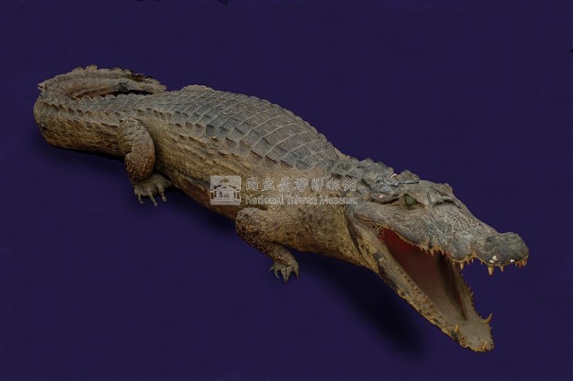 Spectacled caiman Collection Image, Figure 9, Total 12 Figures
