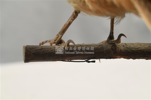 Rufous-backed Shrike Collection Image, Figure 14, Total 14 Figures