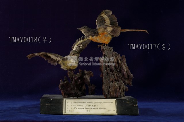 Gray-chinned Minivet Collection Image, Figure 10, Total 11 Figures