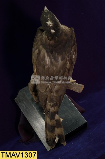 鳳頭蒼鷹藏品圖，第10張