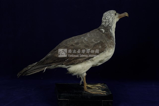 Streaked Shearwater Collection Image, Figure 11, Total 13 Figures