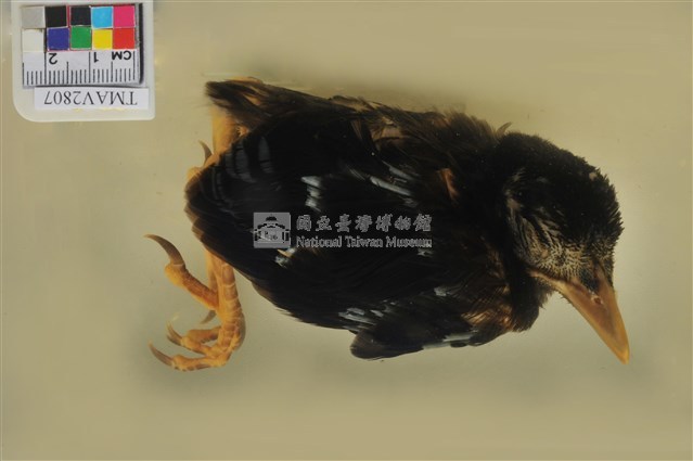 臺灣藍鵲藏品圖，第1張