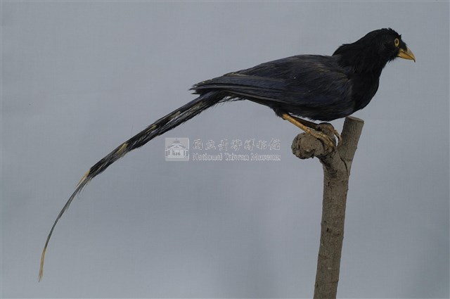 臺灣藍鵲藏品圖，第12張
