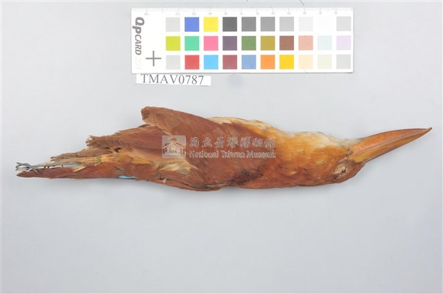 RuddyKingfisher Collection Image, Figure 5, Total 9 Figures