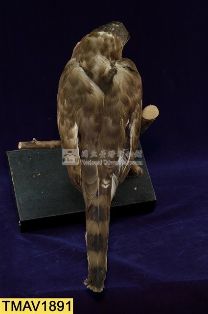 鳳頭蒼鷹藏品圖，第10張