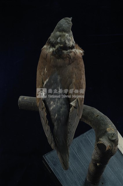 Red Turtle Dove Collection Image, Figure 10, Total 11 Figures