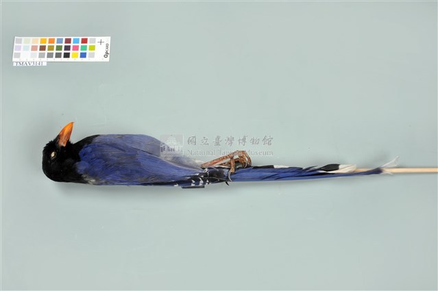臺灣藍鵲藏品圖，第13張