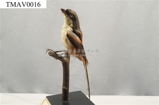 Rufous-backed Shrike Collection Image, Figure 5, Total 14 Figures