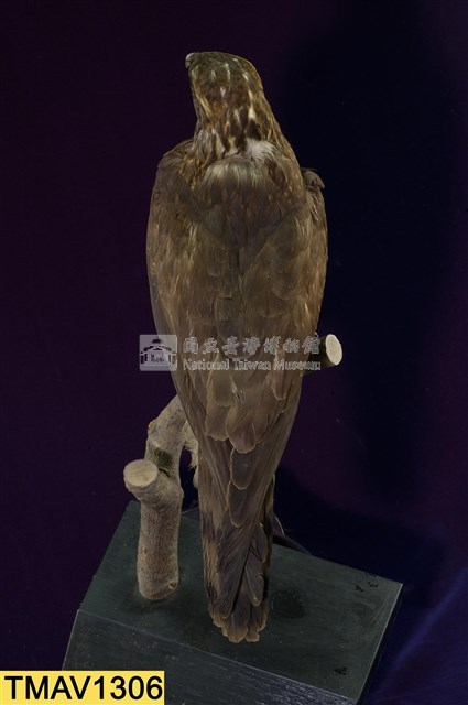 鳳頭蒼鷹藏品圖，第10張
