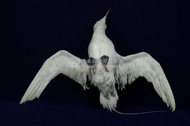 紅尾熱帶鳥藏品圖，第10張