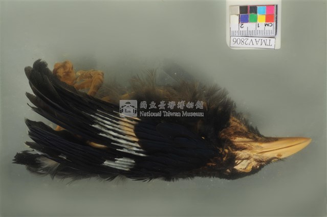 臺灣藍鵲藏品圖，第5張
