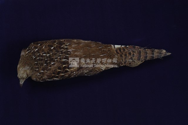 Mikado Pheasant Collection Image, Figure 10, Total 11 Figures