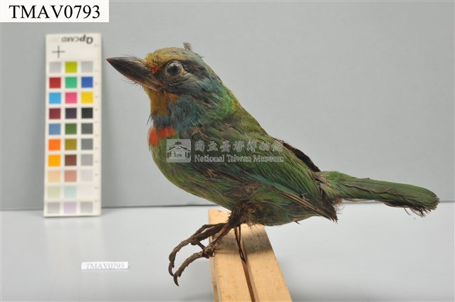 五色鳥藏品圖，第1張