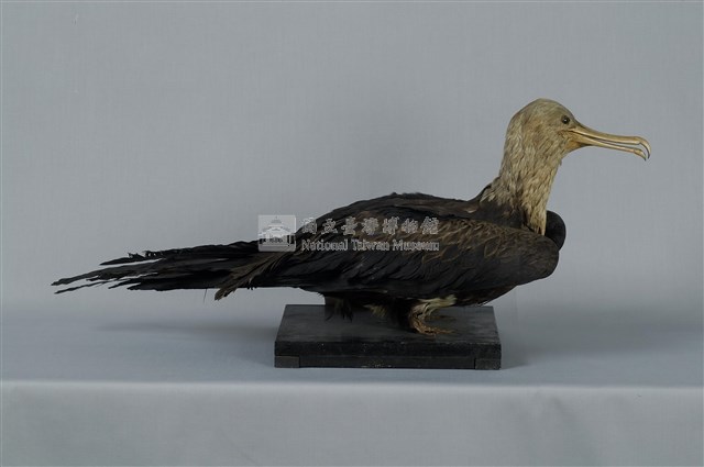 Lesser Frigate Collection Image, Figure 11, Total 13 Figures