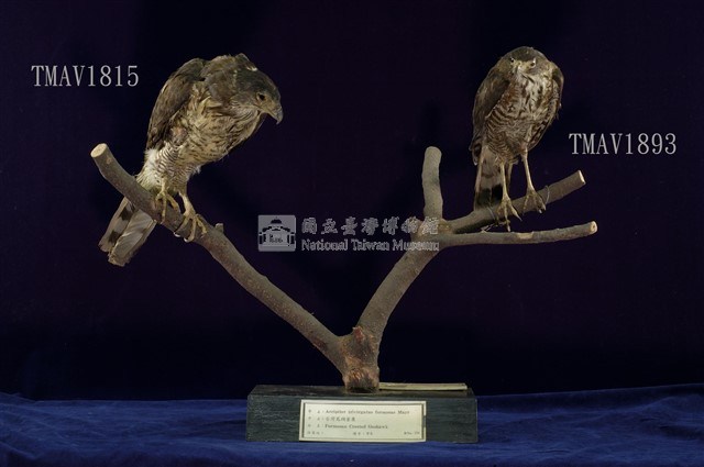 鳳頭蒼鷹藏品圖，第10張