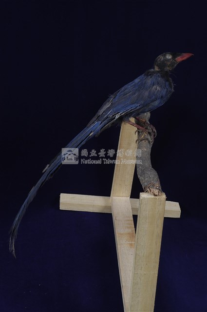 臺灣藍鵲藏品圖，第1張