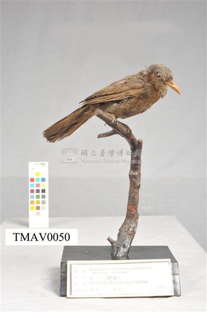 Brown-eared Bulbul Collection Image, Figure 5, Total 13 Figures