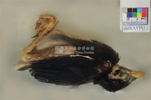 臺灣藍鵲藏品圖，第1張
