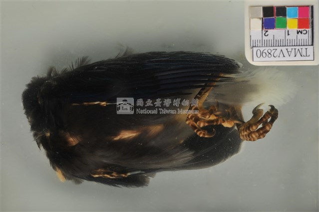 臺灣藍鵲藏品圖，第5張