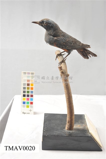 藍磯鶇藏品圖，第5張
