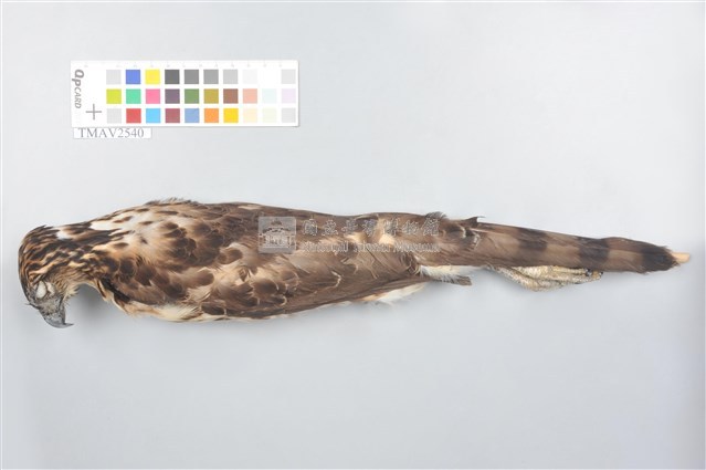 鳳頭蒼鷹藏品圖，第1張