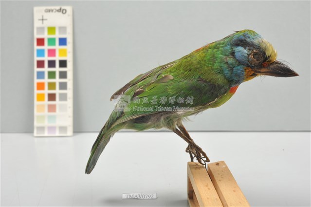 五色鳥藏品圖，第1張