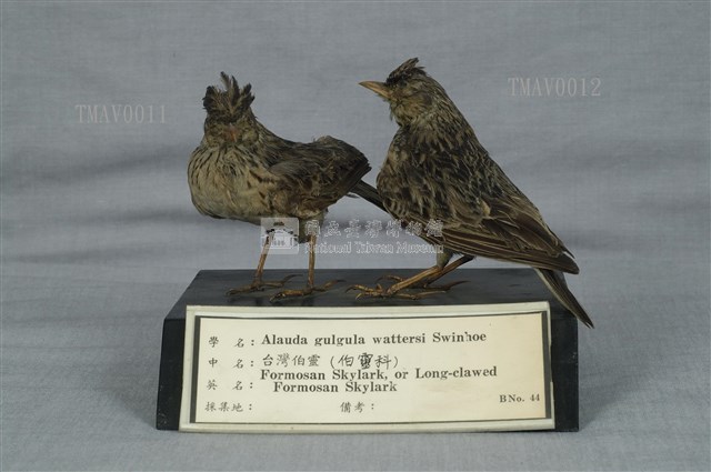 雲雀藏品圖，第10張