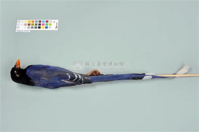 臺灣藍鵲藏品圖，第13張