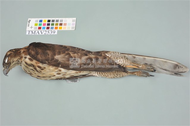 鳳頭蒼鷹藏品圖，第1張