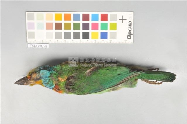 五色鳥藏品圖，第1張